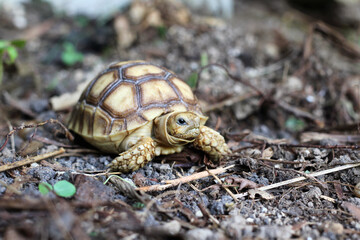 African Sulcata Tortoise Natural Habitat,Close up African spurred tortoise resting in the garden, Slow life ,Africa spurred tortoise sunbathe on ground with his protective shell ,Beautiful Tortoise
