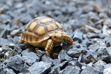 African Sulcata Tortoise Natural Habitat,Close up African spurred tortoise resting in the garden,...