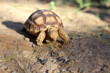 African Sulcata Tortoise Natural Habitat,Close up African spurred tortoise resting in the garden,...