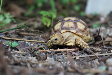 African Sulcata Tortoise Natural Habitat,Close up African spurred tortoise resting in the garden, Slow life ,Africa spurred tortoise sunbathe on ground with his protective shell ,Beautiful Tortoise
