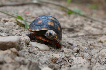 Cute small baby Red-foot Tortoise in the nature,The red-footed tortoise (Chelonoidis carbonarius) is a species of tortoise from northern South America