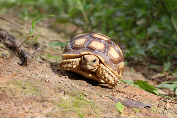 African Sulcata Tortoise Natural Habitat,Close up African spurred tortoise resting in the garden, Slow life ,Africa spurred tortoise sunbathe on ground with his protective shell ,Beautiful Tortoise
