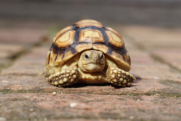 African Sulcata Tortoise Natural Habitat,Close up African spurred tortoise resting in the garden, Slow life ,Africa spurred tortoise sunbathe on ground with his protective shell ,Beautiful Tortoise
