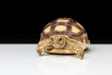 African Sulcata Tortoise Natural Habitat,Close up African spurred tortoise resting in the garden,...