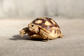 Obraz premium African Sulcata Tortoise Natural Habitat,Close up African spurred tortoise resting in the garden, Slow life ,Africa spurred tortoise sunbathe on ground with his protective shell ,Beautiful Tortoise 