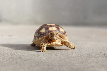 African Sulcata Tortoise Natural Habitat,Close up African spurred tortoise resting in the garden, Slow life ,Africa spurred tortoise sunbathe on ground with his protective shell ,Beautiful Tortoise
