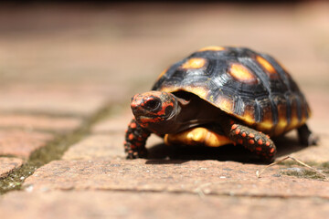 Cute small baby Red-foot Tortoise in the nature,The red-footed tortoise (Chelonoidis carbonarius) is a species of tortoise from northern South America