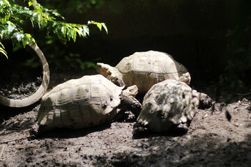 African Sulcata Tortoise Natural Habitat,Close up African spurred tortoise resting in the garden,...