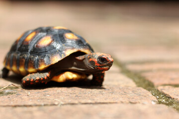 Cute small baby Red-foot Tortoise in the nature,The red-footed tortoise (Chelonoidis carbonarius) is a species of tortoise from northern South America