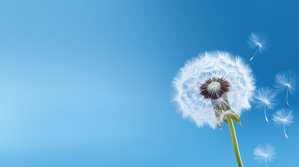 Close Up of Dandelion on The Clear Blue Sky