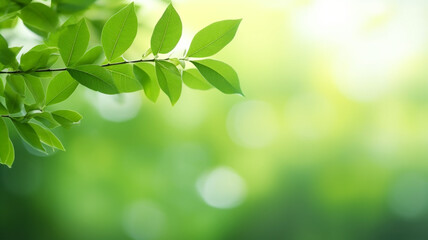 Fototapeta na wymiar Close Up of Green Nature Leaf on Blurred Greenery Under Sunlight Background
