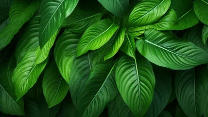 Foto op Plexiglas close up nature view of green leaf background © BornHappy