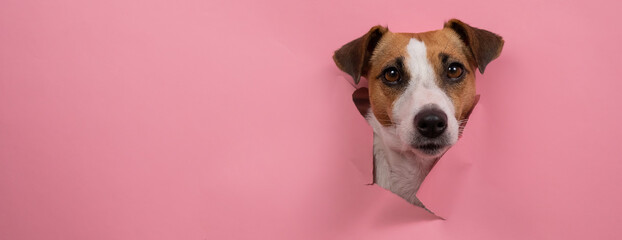 Funny dog jack russell terrier tore pink paper background. Widescreen. 