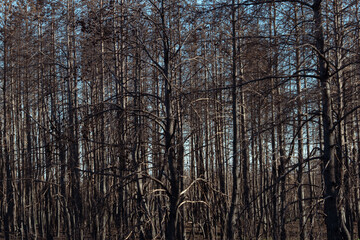Fototapeta premium Dry lifeless trees after a fire. The dead forest. Black trunks and branches of trees. Environmental disaster. Environmental problem