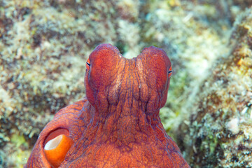 Day Octopus  resting on corals of Bali. 
