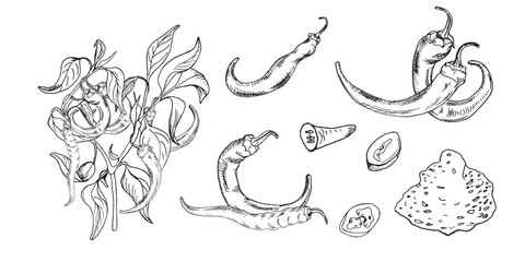 Set with graphic chili hot peppers illustration isolated on white background. Hand drawn ink plant of hot pepper. Vector hot pepper powder black white line. Design element for wrapping, menu, package