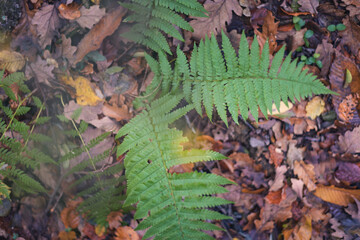 close up of fern, bracken, fernery on the forest floor in the autumn, background, texture