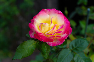 薔薇