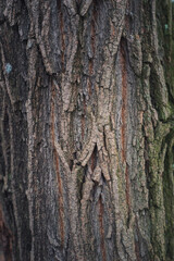 tree trunk with moss in the woods, forrest background texture 