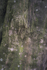 tree trunk with moss in the woods, forrest background texture 