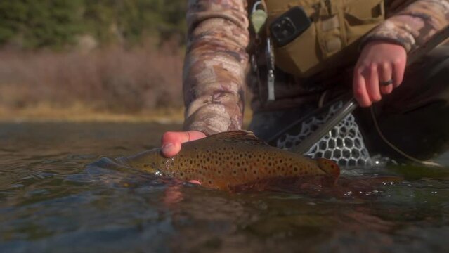 Fisherman holds up beautiful Brown Trout caught in fly fishing river