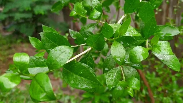 Green Henna leaves ( Mehendi pata)