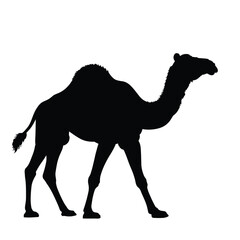 Camel Silhouette on White