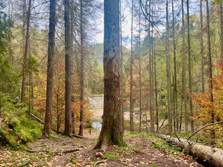 Obraz premium Autumn sunny day. Bohemian Switzerland National Park, Czech Republic. High stone cliffs and trees. 