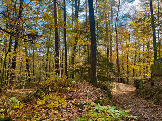 Warm autumn forest landscape with rich autumn colours and warm rays of sunshine in fall season 