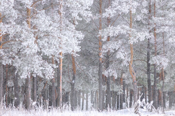 Pine trees in the forest are covered with frost and snow. - 682665812