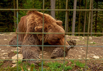 Brown bears in the Carpathians. Ukraine. Bear in captivity. Good conditions for keeping bears in...
