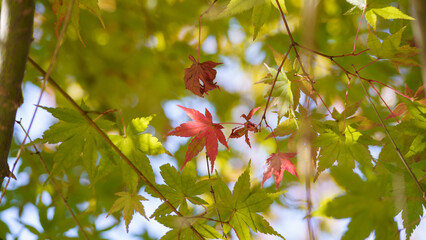 初秋イメージ　紅葉の始まり・緑色の葉と赤色の葉