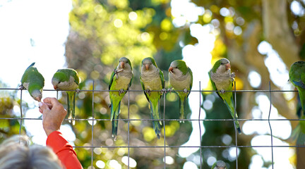 Barcelona. City Park. People feed parrots. Interaction between people and animals in the city. Group of green parakeets on a mesh fence and the hand of a man feeding them