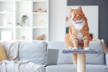 Cute cat on scratching post at home - obrazy, fototapety, plakaty