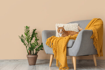 Cute red cat lying in armchair near beige wall