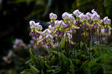 Lady's slipper orchids or Paphiopedilum callosum Rchb Stein flowes in full bloom the native...