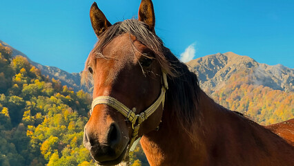 Portrait of a horse in the field