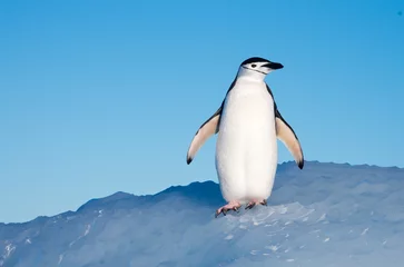 Fototapeten Solitary penguin standing on ice with blue sky © Bruce