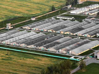 Huge farms for keeping pigs in agricultural business