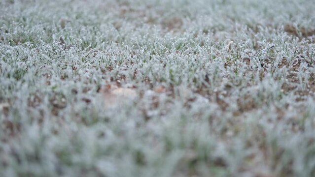 Frozen grass. Winter background, morning frost on the grass with copy space. Cold season, springtime. Mowed lawn covered with ice and hoarfrost. Green grass freezes with pieces of snow on the field