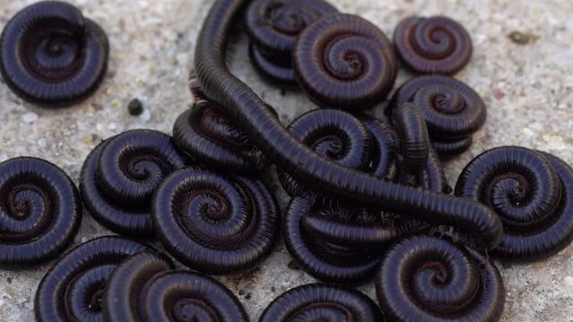 Dorsal view and closeup of Dark Black Millipede (Diplopoda, Julida)