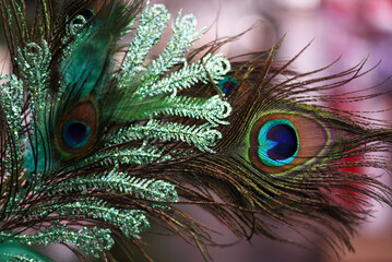 Peacock tail close-up. Peacock feathers