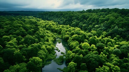 a river surrounded by trees