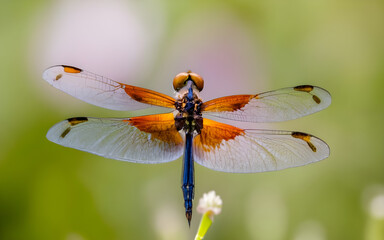 Whimsical Encounter, Dragonfly Ballet Amidst Wildflower Bliss