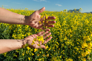 Canola flowers being held in human hand on oilseed feeld background