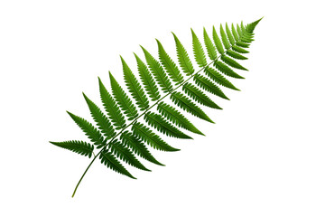 Clean Fern Frond Isolation on a transparent background