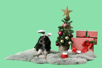 Cute cocker spaniel in bunny ears with Christmas tree and gifts on green background