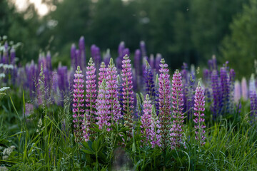 Lupine flowers in a foggy field during sunset in the Moscow region