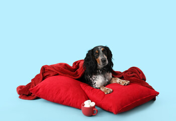 Cute cocker spaniel with plaid, pillows and cocoa on blue background