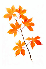 Branch with orange leaves on it against white background.